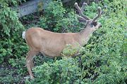 195 - Banff,Lake Louise,Morraine Lake  - IMG_0855